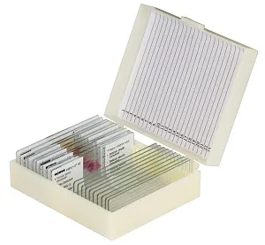 Набор микропрепаратов Konus 10: «Человеческое тело. Норма», изображение 1