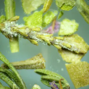 Микроскоп стереоскопический MAGUS Stereo 8B, изображение 19