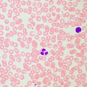 Микроскоп биологический MAGUS Bio 260T, изображение 21