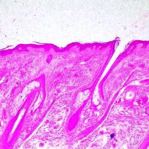 Микроскоп биологический MAGUS Bio 290T, изображение 23