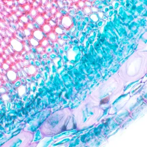 Микроскоп биологический MAGUS Bio 230B, изображение 21