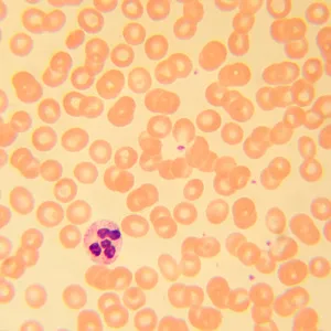 Микроскоп биологический MAGUS Bio D230T LCD, изображение 28