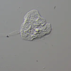 Устройство для работы методом дифференциально-интерференционного контраста (ДИК) MAGUS DIC290, изображение 13